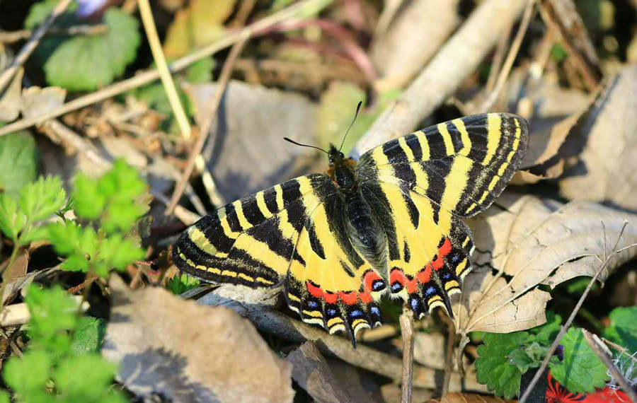 Butterflies From China, Japan, and Corea; Volume 1: Leech