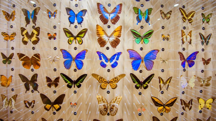 Museum in Nanjing dedicated to dying butterfly species