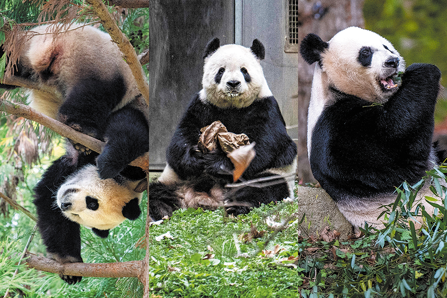 Giant Panda Trio Return To Chengdu From Washington Giant Panda Trio Return To Chengdu From Washington